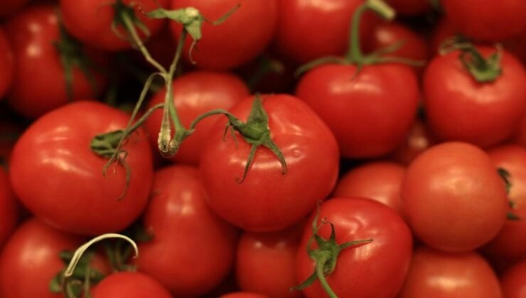 Sicilya Kiraz Domatesleriyle Salmonella Vakaları Avrupa’da Hızla Yayılıyor