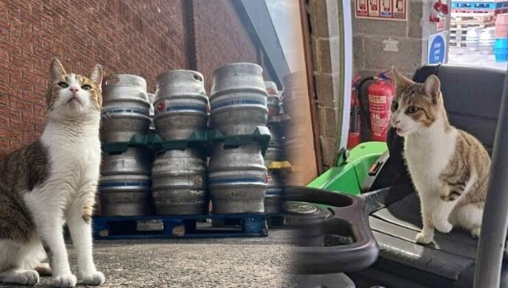 Sokak Kedisi Peanut’in İki Kez Aynı Bira mı, Aynı Yol mücadelesi