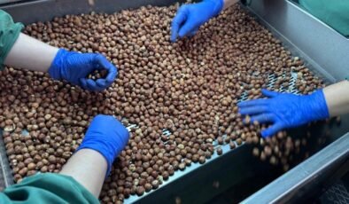 Türk Fındık İhracatında Yeni Pazarlara Odaklanan Stratejiler ve 2024-2025 Dönemi Başarıları