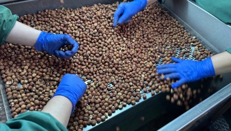 Türk Fındık İhracatında Yeni Pazarlara Odaklanan Stratejiler ve 2024-2025 Dönemi Başarıları