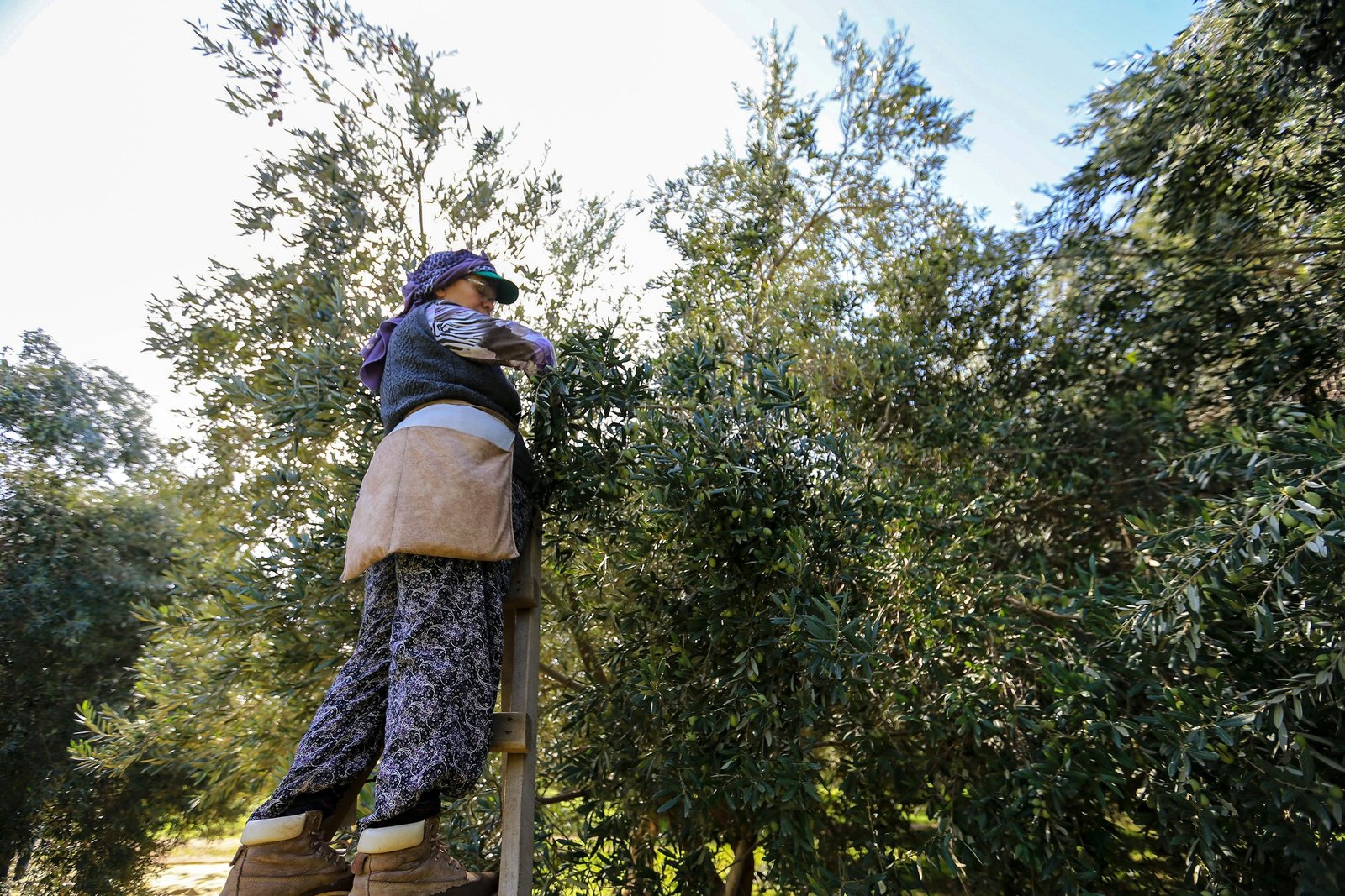 Akhisar’da Periyodisited Zeytinde Yüksek Kalite, Rekoltede Düşüşe Rağmen Umut Verici Görünüm