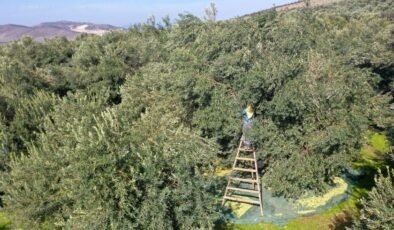 Akhisar’da Periyodisited Zeytinde Yüksek Kalite, Rekoltede Düşüşe Rağmen Umut Verici Görünüm