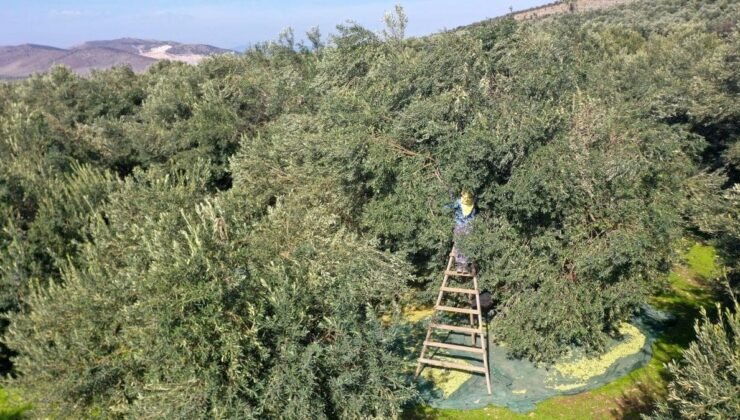 Akhisar’da Periyodisited Zeytinde Yüksek Kalite, Rekoltede Düşüşe Rağmen Umut Verici Görünüm