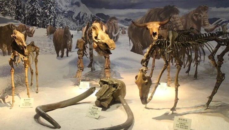 Avrupa Arktikinde Buzul Çağı Sessiz Tanığı: 46 Türün Kalıntılarıyla Yerden Yüze Gelen Mucize