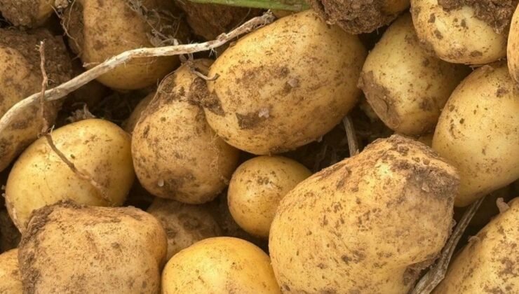 Başdirek Mahallesi’nde Patates Üretiminde 10 Yıllık Tecrübenin İzleri: İç ve Dış Piyasalara Yönelik Stratejiler