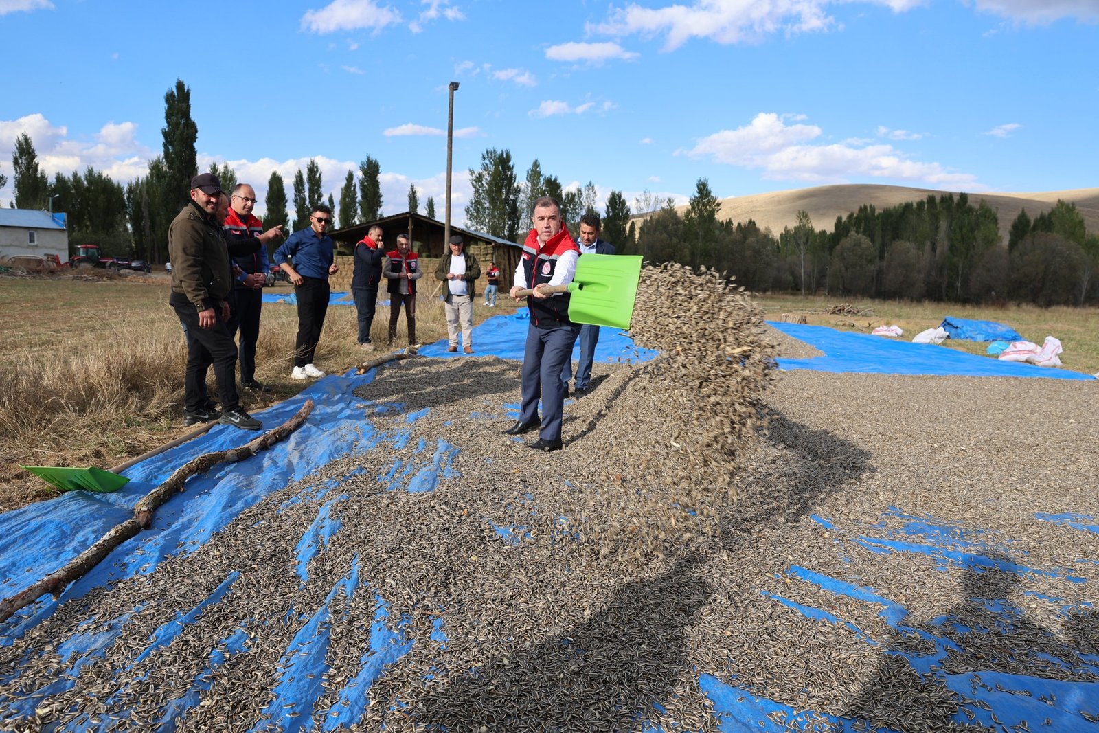 Bayburt’ta Çerezlik Ayçiçeği: Ekonomiye Katkı ve Verimde Artış