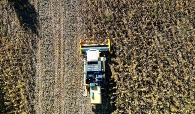 Bayburt’ta Çerezlik Ayçiçeği: Ekonomiye Katkı ve Verimde Artış