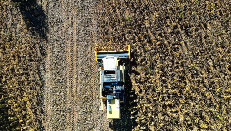 Bayburt’ta Çerezlik Ayçiçeği: Ekonomiye Katkı ve Verimde Artış