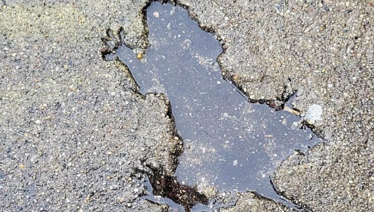 Chicago’nin İz Deyişi: Sincap mı Sıçan mı? Bilimin Açıkladığı İzlerin Hikayesi