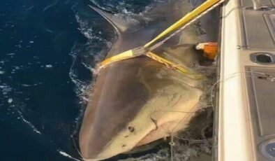 Contender: Kuzeyin Uçlarında Büyüklüğün ve Dengelerin Hikayesi