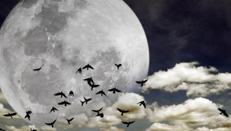 Göç Eden Kuşlar ve İklim Değişikliği: Dengeyi Tehdit eden 50 Yıl