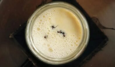 İlkel Arıtmaların Ötesinde: Karıncalarla Yoğurt Deneyi ve Yüksek Stil Restoranlarla Buluşma