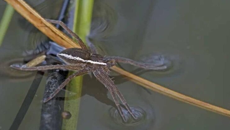 İngiltere’de Nesli Düğümlenen Dev Örümcekler Yeniden Doğaya Karışıyor: Koruma Başarısı ve Halkla Buluşma
