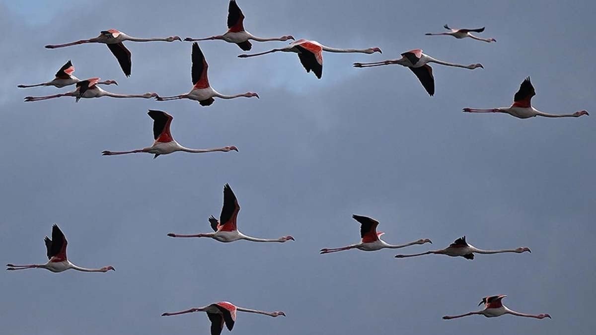 Kuş Göçündeki Dengesizlik: İklim Değişikliğinin Doğrudan Göstergesi