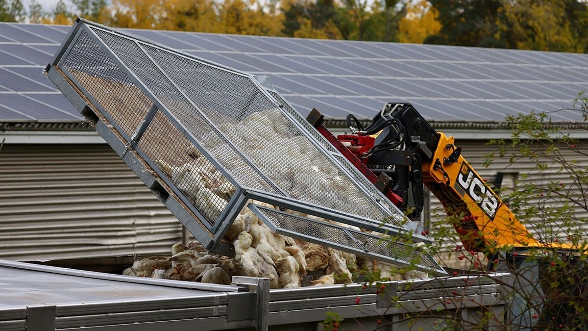 Kuş Gribi Salgınına İlişkin Güncel Gelişmeler: Diğer Tedarik Zincirleri ve Önlemler Üzerine Bir Özet