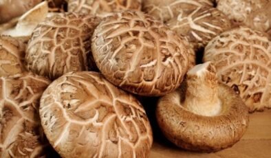 Mantar Tabanlı Bilgi İşlem: Doğadan Esinlenen, Ekonomik ve Sürdürülebilir Bir Yaklaşım