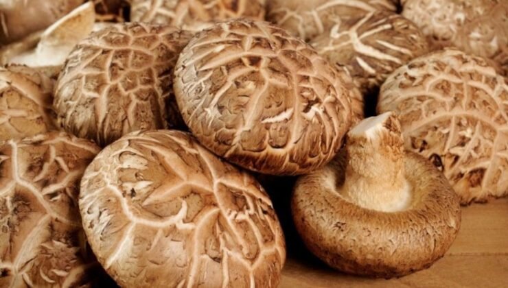 Mantar Tabanlı Bilgi İşlem: Doğadan Esinlenen, Ekonomik ve Sürdürülebilir Bir Yaklaşım