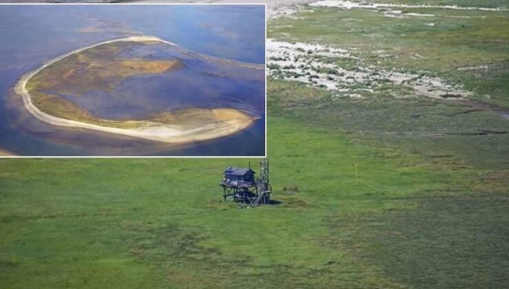 Trischen Adası: Doğanın Hareket Halindeki Muhteşem Gösterisi