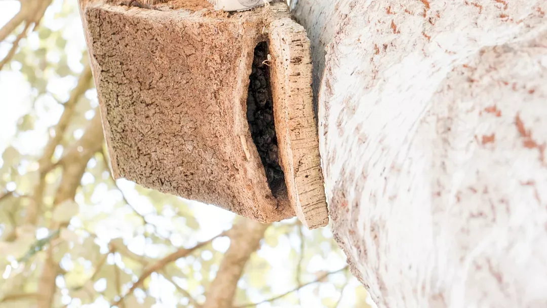Yarasalar ve Kuş Avında İntikamcı Bir Dans: Yüksek İrtifa ve Akıllı Ekolokasyonun Büyüleyici Görüntüsü