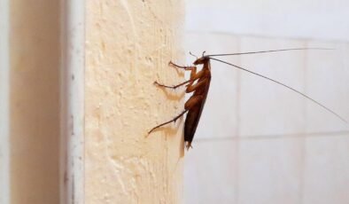 Albuquerque’de Şüpheli Tutuklama: Silahlı Olay ve Tutuklama Raporundaki Farklı İfadeler