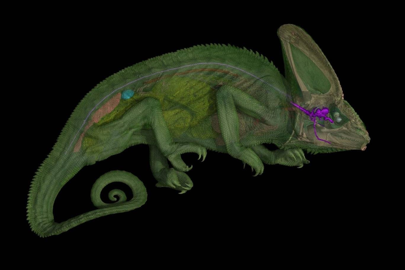 Bukalemun Gözlerinin Gizemi: Spiral Sinirler ve Evrimsel Dengeler