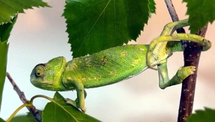 Bukalemun Gözlerinin Gizemi: Spiral Sinirler ve Evrimsel Dengeler