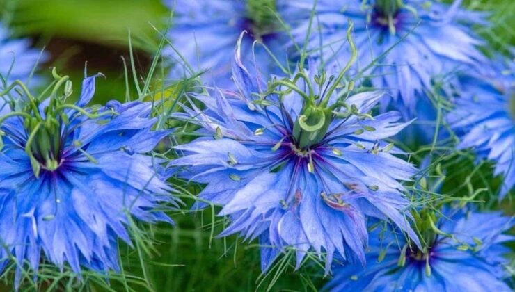 Çörek Otu ile Kalp Sağlığına Yeni Umut: Günde Bir Kaşıkla LDL Düşüşü ve HDL Artışı