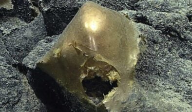 Derin Deniz Gizemi: Altın Küre ve Etli Cümlelerin Ardındaki Sır