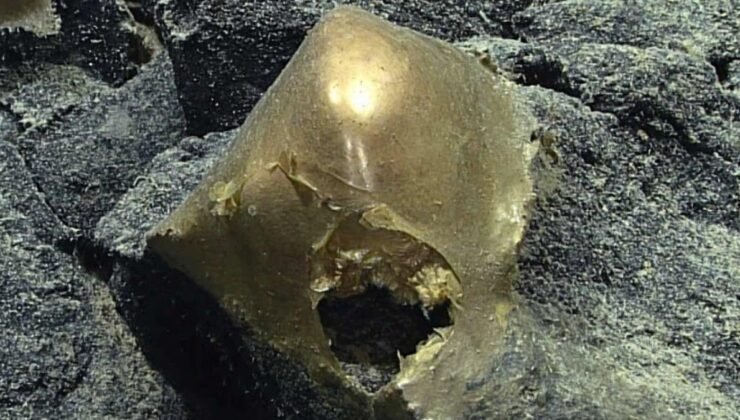 Derin Deniz Gizemi: Altın Küre ve Etli Cümlelerin Ardındaki Sır