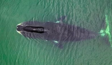 Grönland Balinasının DNA Onarımı: Uzun Ömür ve İnsan Uygulamaları için Umut Işığı