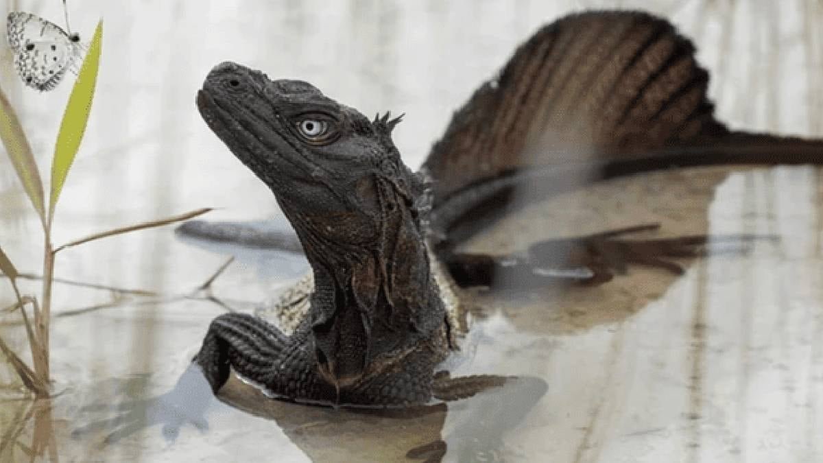 Hydrosaurus: Endonezya ve Filipinler’in Yelkenli Kertenkele Öyküsü