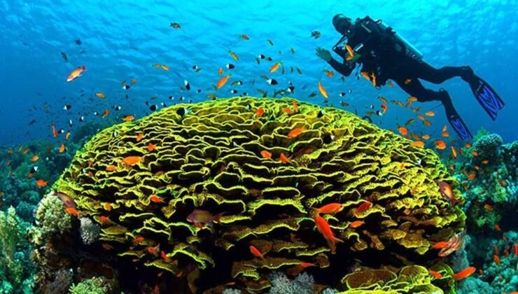 Kızıldeniz’in Büyük Dönüşümü: 6.2 Milyon Yıllık Kuraklık ve Şiddetli Deniz İstilası