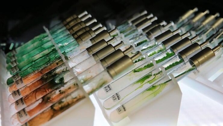 Melanin ve Mikroalgadan Güçlü Doğal Güneş Kremi: Türkiye’de Yerli Üretimle SPF 50-100 Hedefi