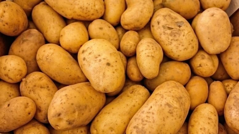 Patates Krizi: İrlanda Tarlalarının Dönüşümü ve Genetik Dersler
