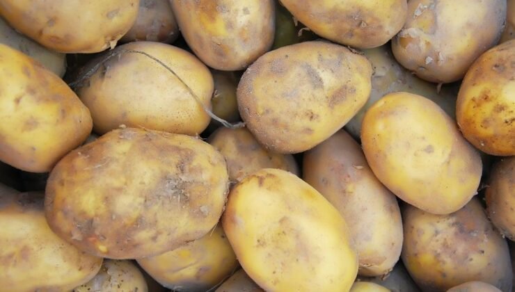 Patates Krizi: İrlanda Tarlalarının Dönüşümü ve Genetik Dersler