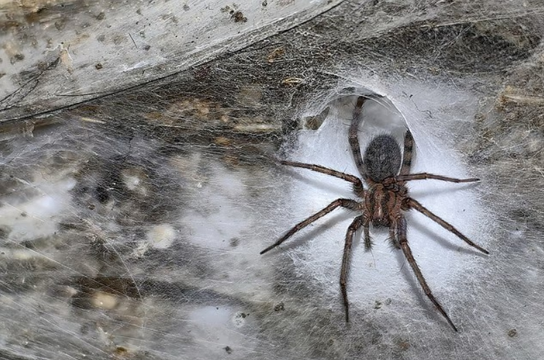 Sulphur Cave: Türk ve Prinerigone Vagans’ın Kayıp Sınırında Buluşması