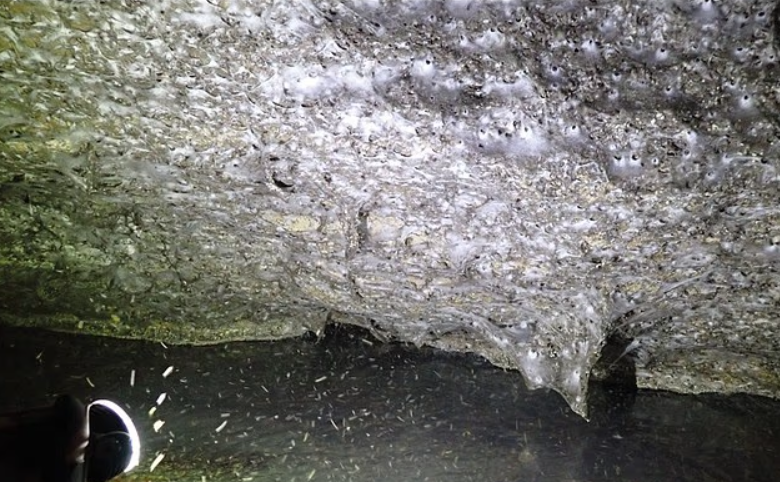 Sulphur Cave: Türk ve Prinerigone Vagans’ın Kayıp Sınırında Buluşması