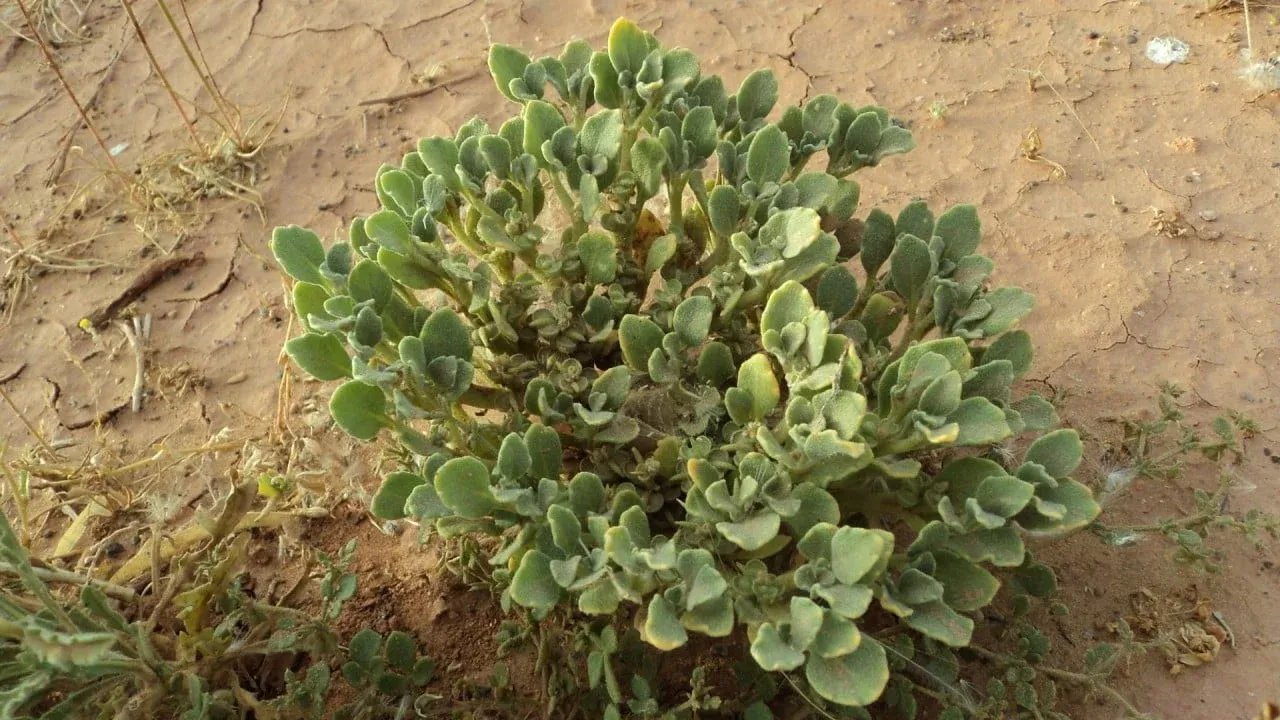 T. oblongifolia: Sıcaklık Dayanıklılığında Çığır Açan Genetik ve Fotosentez Mekanizması