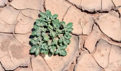 T. oblongifolia: Sıcaklık Dayanıklılığında Çığır Açan Genetik ve Fotosentez Mekanizması