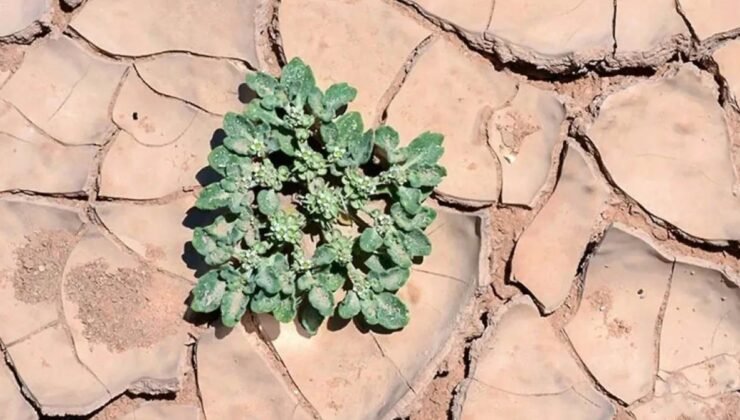 T. oblongifolia: Sıcaklık Dayanıklılığında Çığır Açan Genetik ve Fotosentez Mekanizması