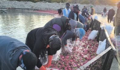 Turp Üreticilerinin Ağırlığı: Maliyetler Artarken Fiyat Düşüşü ve Zararlara Karşı Ses