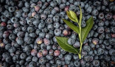 Yaban Mersiniyle Yapılan Bir Haftalık Sistematik Deney: Sağlıkta Gözlemlenen Değişimler