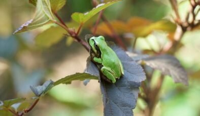 Bağışıklık Hafızası İçeren E. americana: Bağırsak Mikrobiyotasının Tümörlerle Savaşını Yeniden Tanımlayan Bir Bakteri