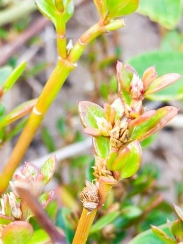 BREZİLYA’DA bitki özütü üzerinde yeni keşif: Antioksidan potansiyeli ve güvenlik profili
