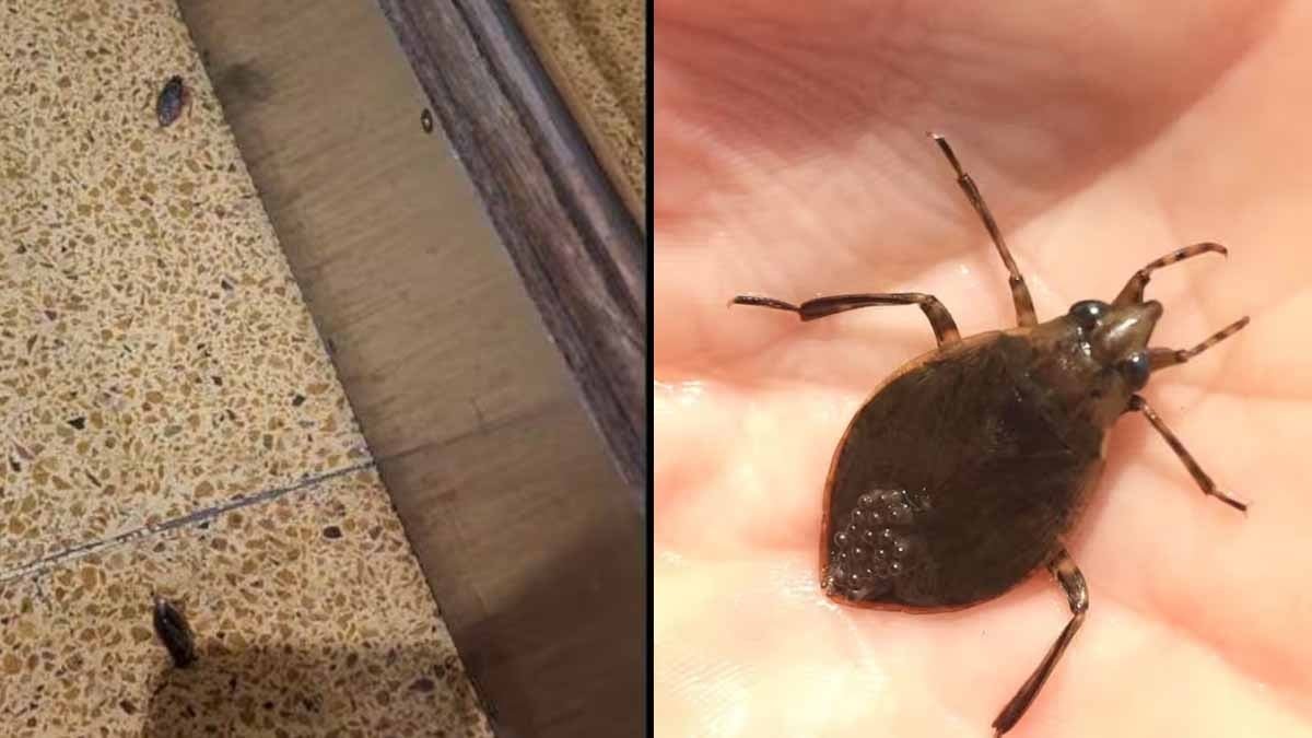 Buenos Aires’te Su Böceği Patlaması: Mevsimsel Popülasyon Artışının Perde Arkası