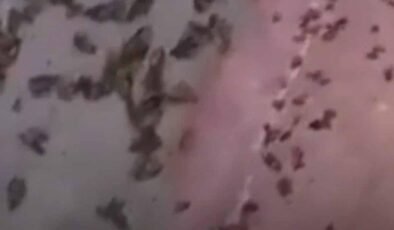 Buenos Aires’te Su Böceği Patlaması: Mevsimsel Popülasyon Artışının Perde Arkası