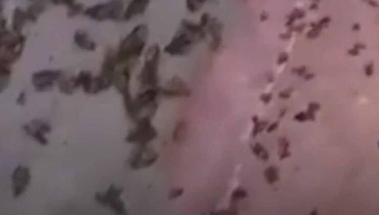 Buenos Aires’te Su Böceği Patlaması: Mevsimsel Popülasyon Artışının Perde Arkası