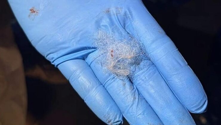 Calais Gümrük Denetimleri ve İskoç Tedarik Zinciri Krizi: Kayıp Etler ve Artan Baskılar