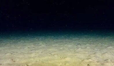 Endonezya’da Görülen Gizemli Vatoz: Yeni Tür mü, Yoksa Sınıfın Uzakta Kalan Bir Üyesi mi?