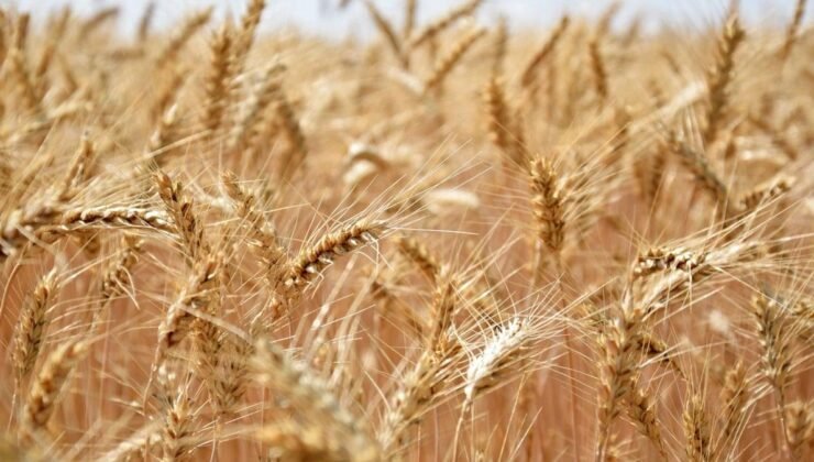 FAO Gıda Fiyat Endeksi ve Tahıl Üretiminde Rekor Beklentileri: Kasım Değişimleri ve Geleceğe Yönelik Öngörüler